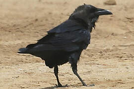 Brown-necked Raven