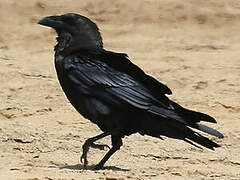 Brown-necked Raven