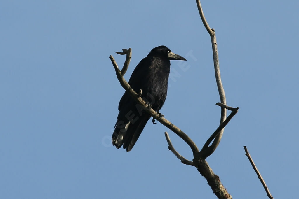 Corbeau freux