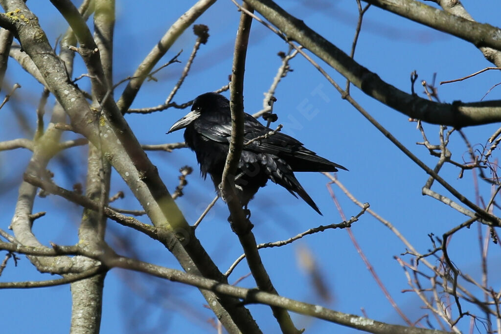 Corbeau freux