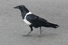 Pied Crow