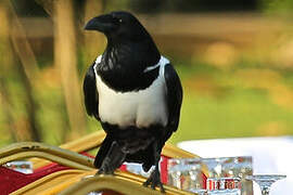 Pied Crow