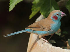 Red-cheeked Cordon-bleu