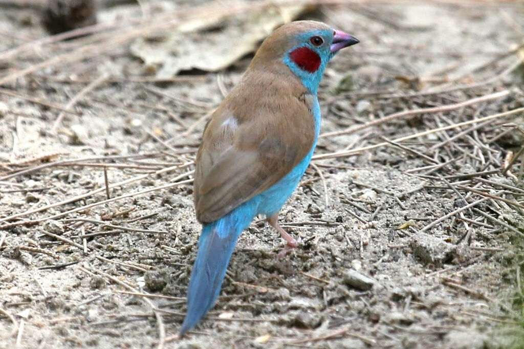 Red-cheeked Cordon-bleu