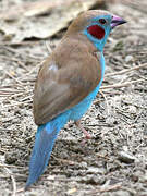 Cordonbleu à joues rouges