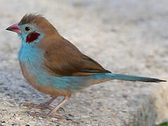 Red-cheeked Cordon-bleu