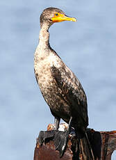 Cormoran à aigrettes