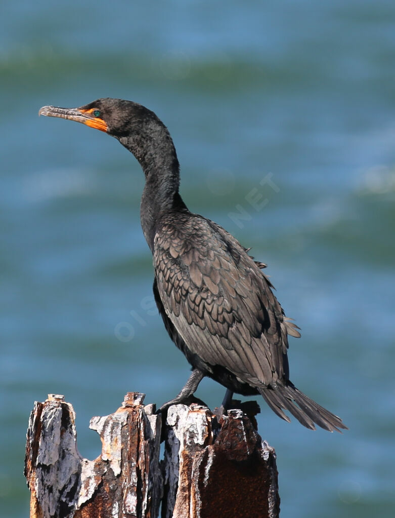 Cormoran à aigrettes
