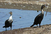 Cormoran à poitrine blanche