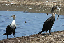 Cormoran à poitrine blanche