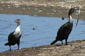 Cormoran à poitrine blanche