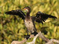 Cormoran africain