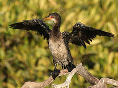 Reed Cormorant