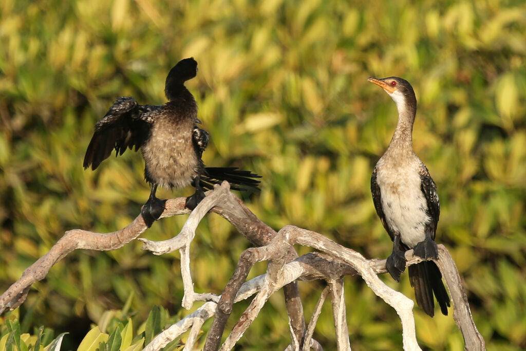 Cormoran africain