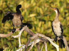 Reed Cormorant