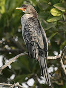 Reed Cormorant