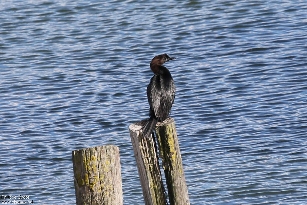 Pygmy Cormorantadult, habitat, pigmentation, Behaviour