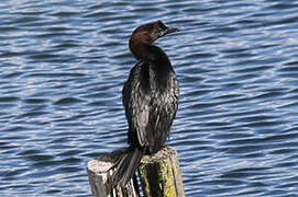 Pygmy Cormorant