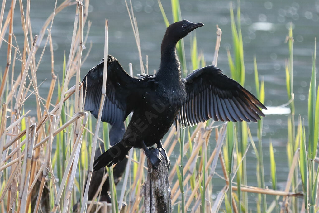 Pygmy Cormorant