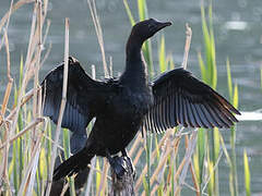 Pygmy Cormorant