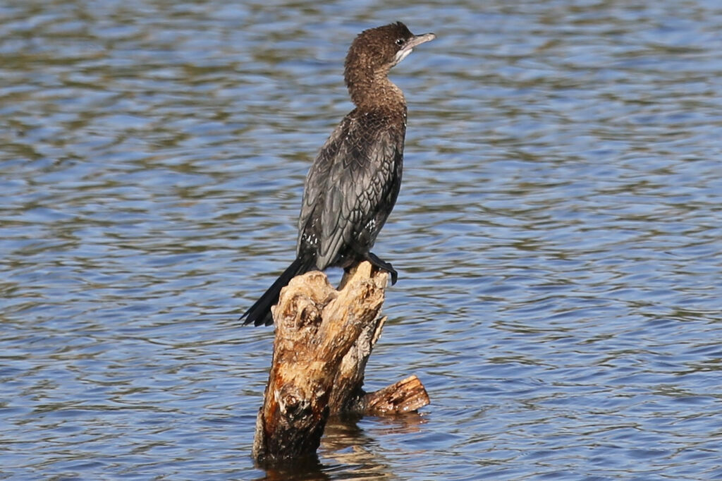 Pygmy Cormorant