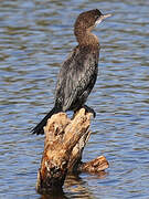 Pygmy Cormorant