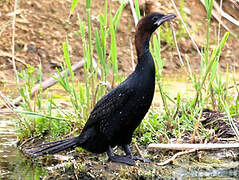 Pygmy Cormorant