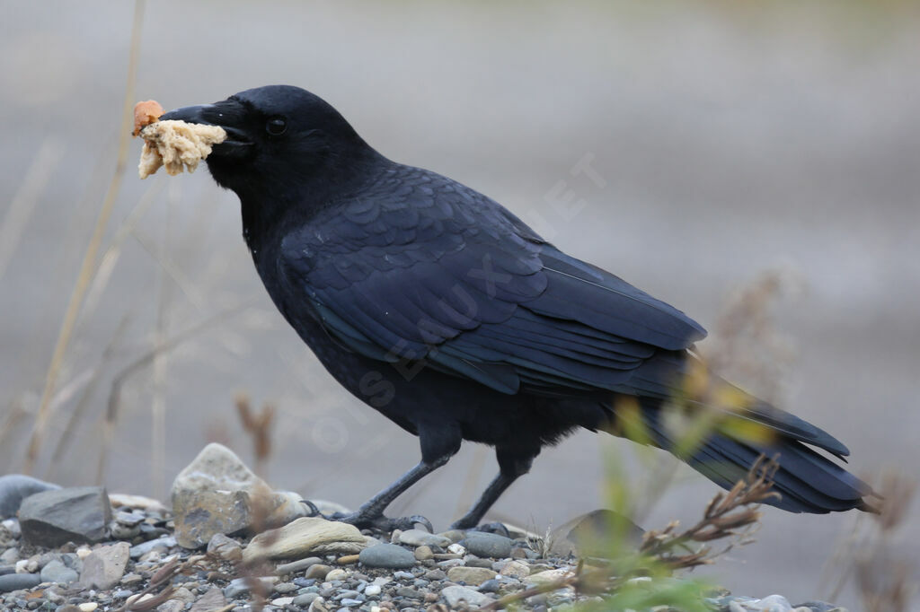 American Crow