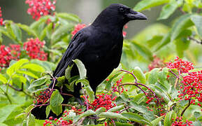 American Crow