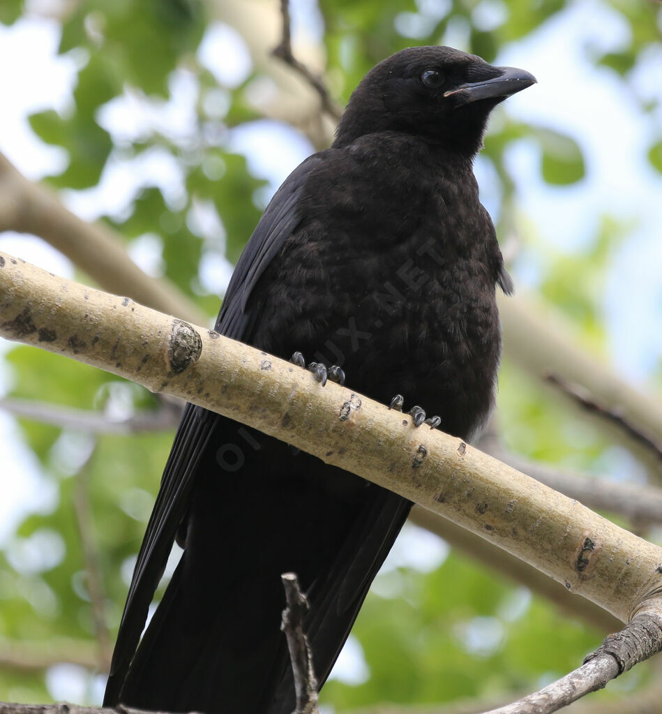 American Crow