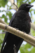 American Crow