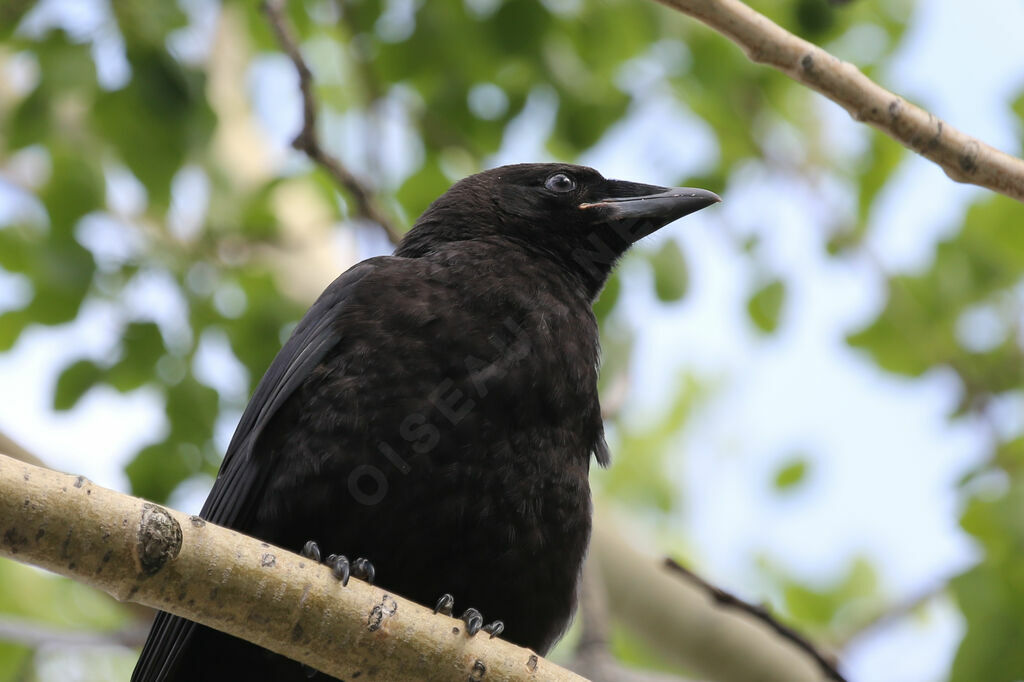 American Crow