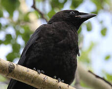 American Crow