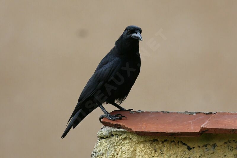 Cuban Crow