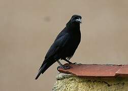 Cuban Crow