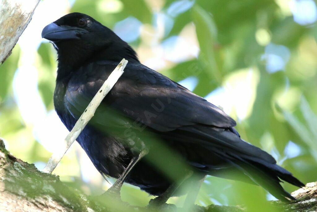 Cuban Crow