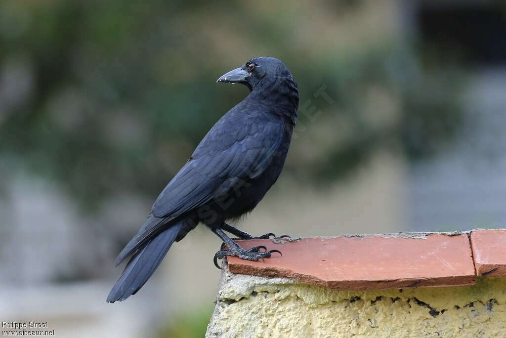 Corneille de Cubaadulte, identification