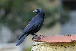 Cuban Crow