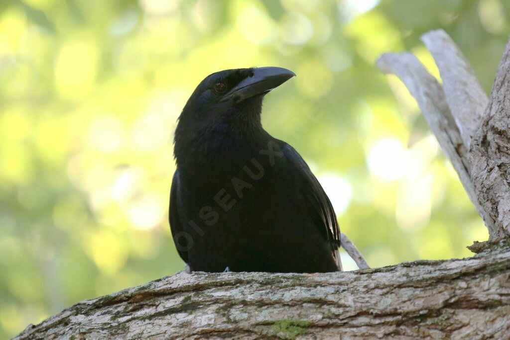 Cuban Crow