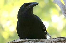 Cuban Crow