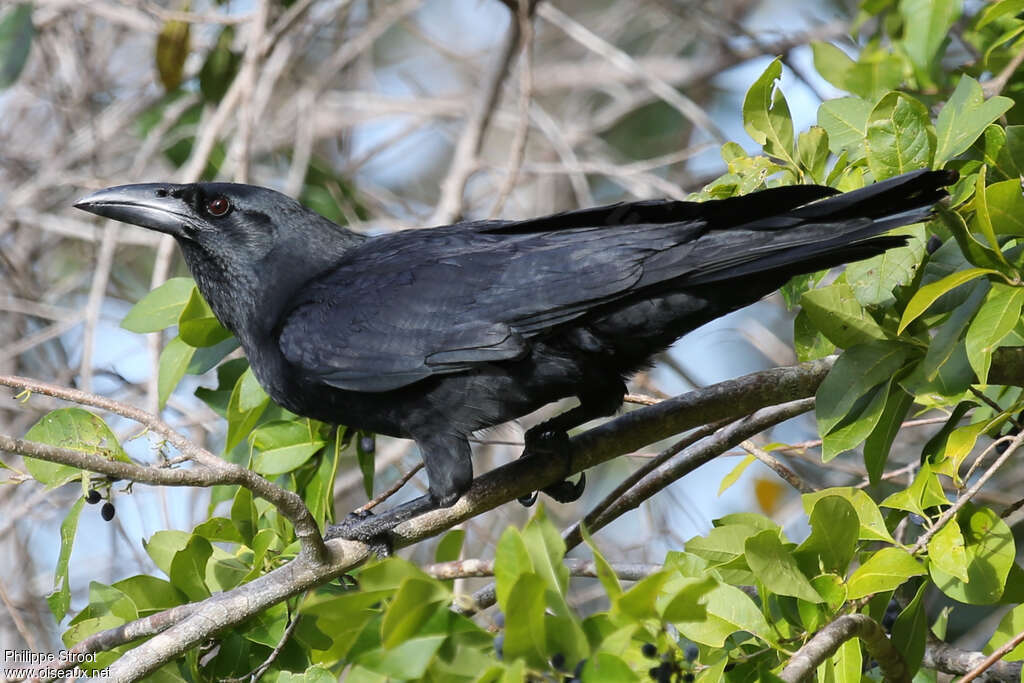 Cuban Crowadult, identification