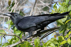 Cuban Crow