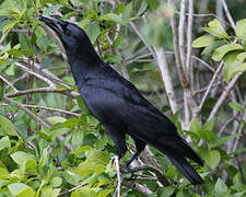 Cuban Crow