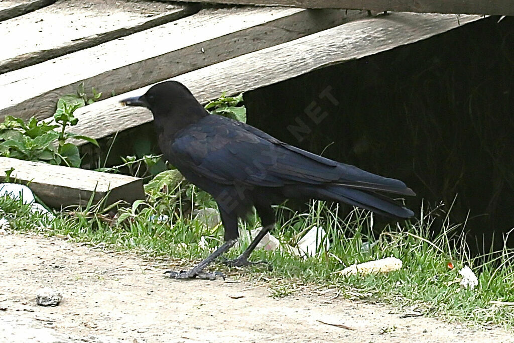 Cape Crow