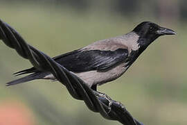 Hooded Crow