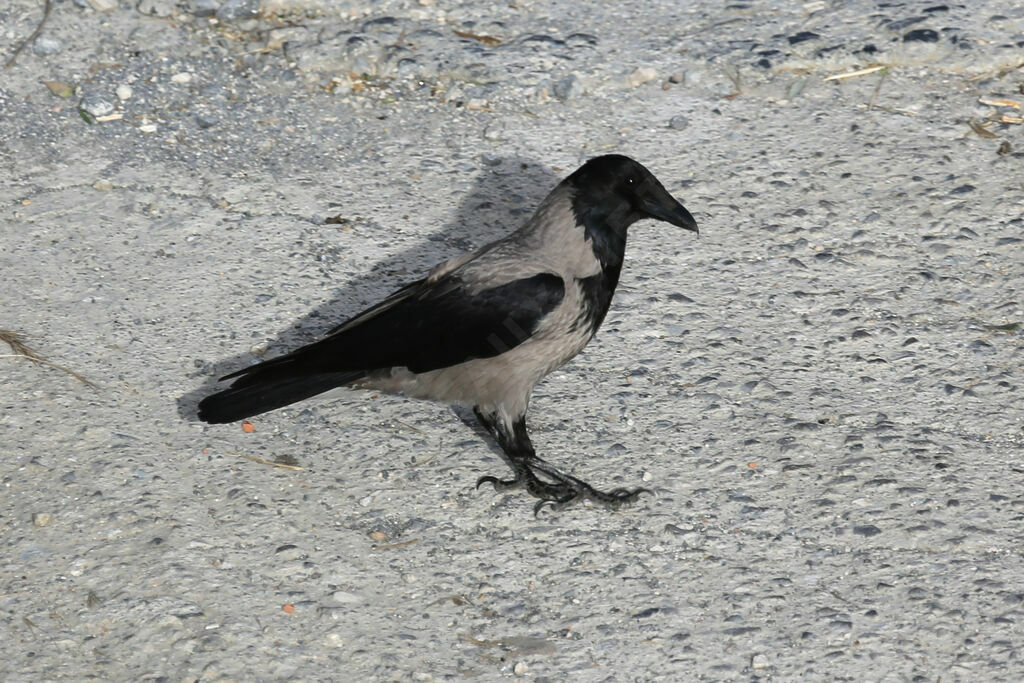 Hooded Crow