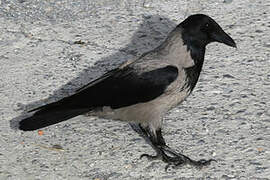 Hooded Crow