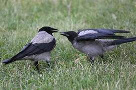 Hooded Crow