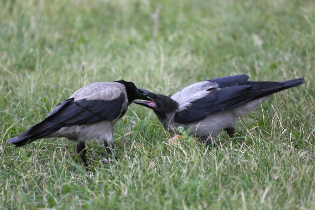 Hooded Crow