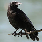 Carrion Crow